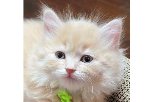 成約済の埼玉県のサイベリアン-19102の3枚目